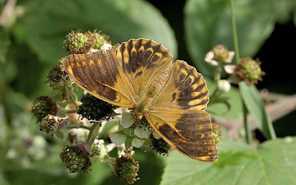 Argynnis paphia (live, aberrant nigricans, 2009, Southern England) (Internet Image property of respective owner, non-commercial use only)